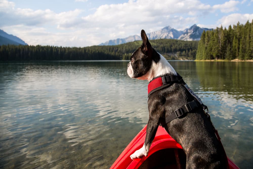 Kayaking With a Dog: Tips and 6 Dog-Friendly Kayaks to Consider Kayaking With a Dog: Tips and 6 Dog-Friendly Kayaks to Consider