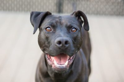 8 Best Dog Daycares in Miami
