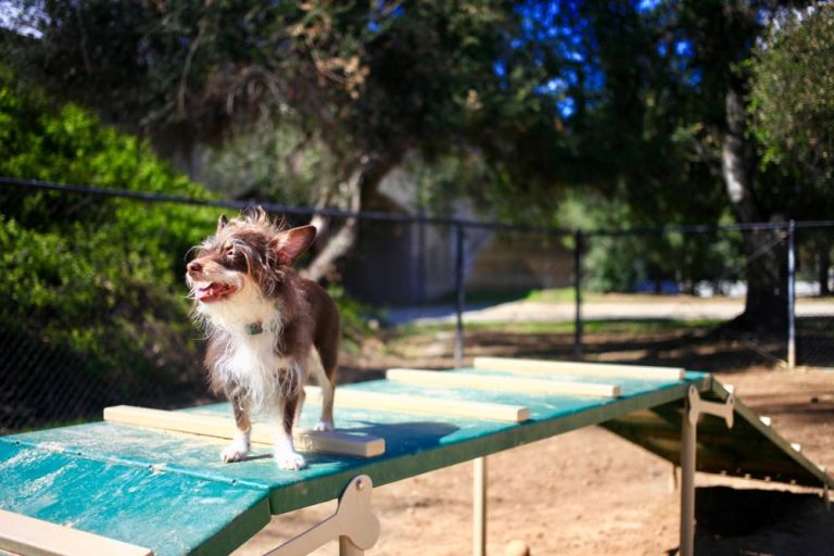 8 Best Dog Daycares in Miami Great Pet Living