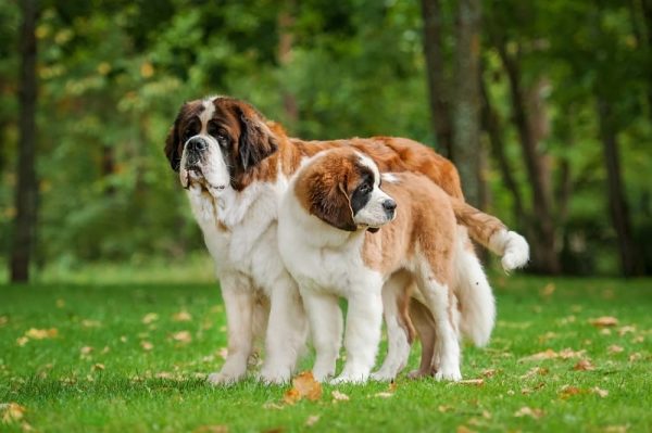 What Kind of Dog Is Beethoven? - Great Pet Living