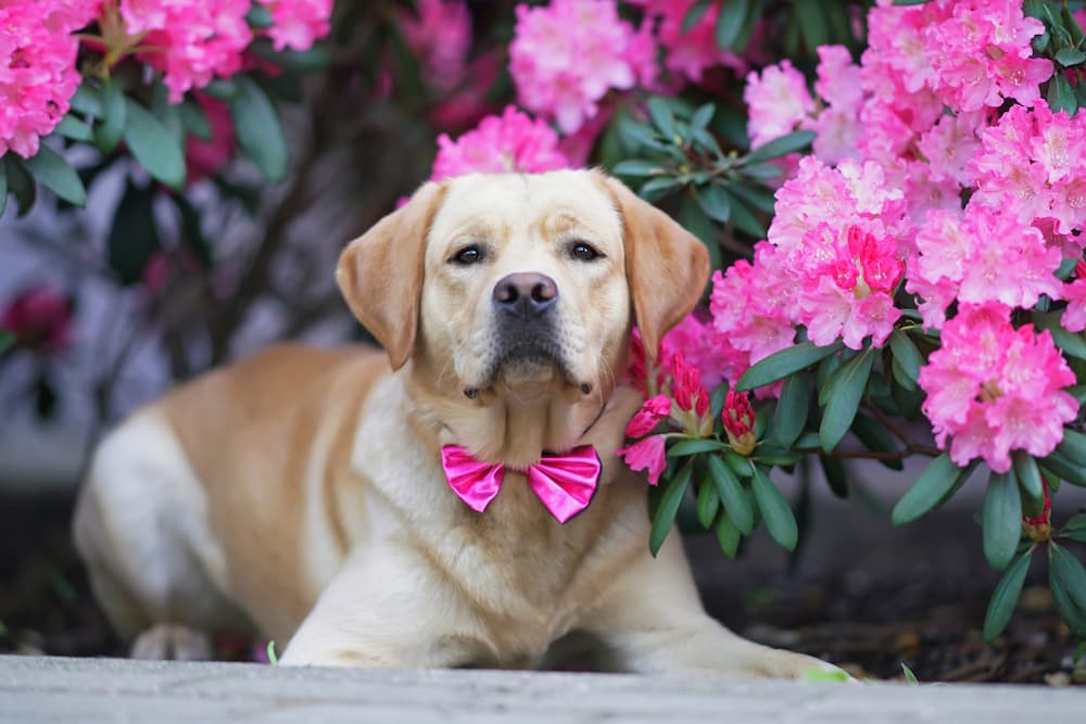 Yellow Labrador Retriever