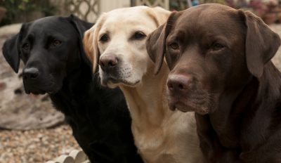 32 Labrador Retriever Quotes to Celebrate Loyalty and Love