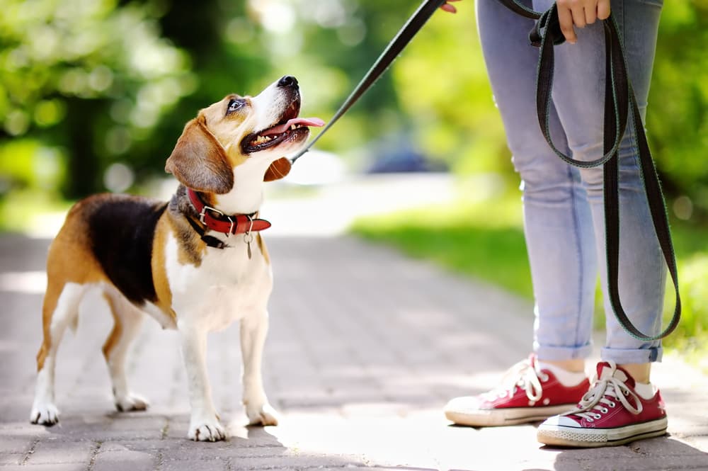 Dog looking up at owner