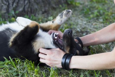 Are Dogs Ticklish?