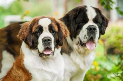 What Kind of Dog Is Beethoven?