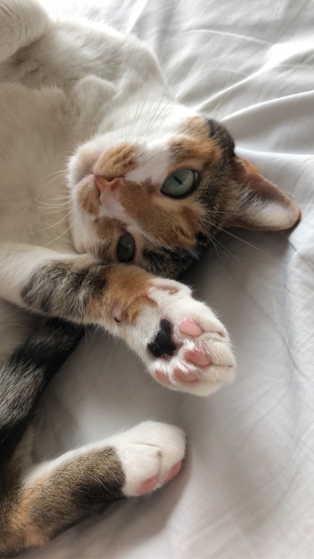 Cat Toe Beans 10 Surprising Facts (and Cute Photos!) Great Pet Living