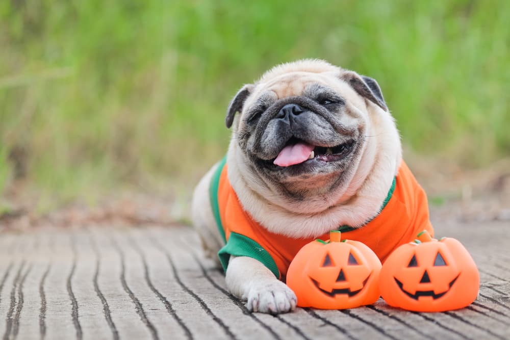 6 Best Halloween Dog Toys for Spooky Fun 6 Best Halloween Dog Toys for Spooky Fun