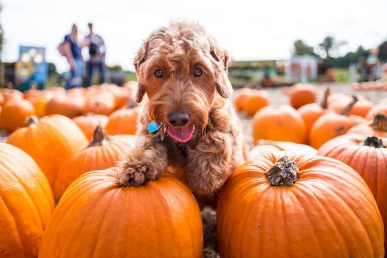 Puppy on pumpkins at Halloween