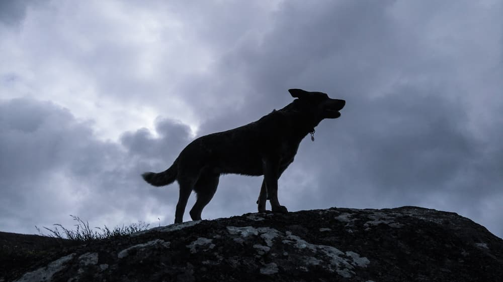 Spooky dog outside on hill