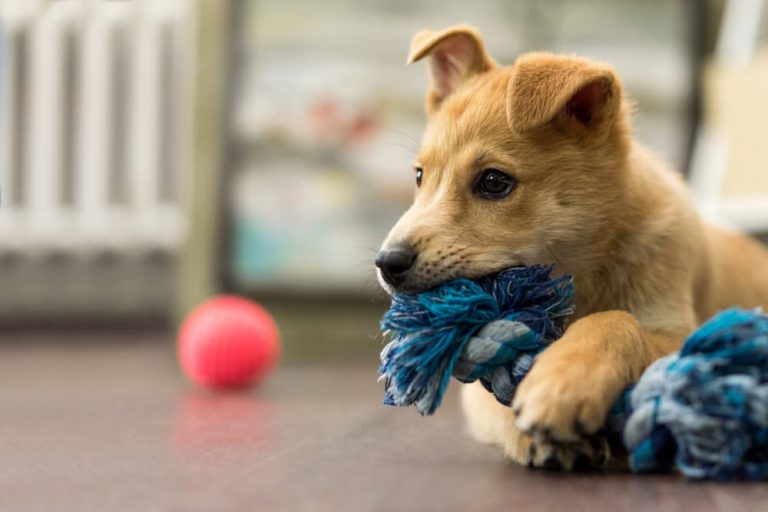 rambunctious puppy playing