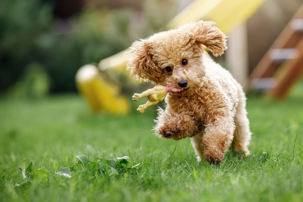 Poodle puppy playing outside