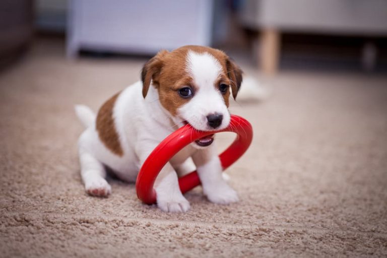 When Do Puppies Calm Down? Great Pet Living