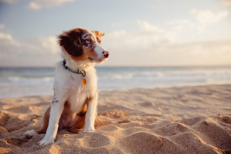 Dog on the beach happy