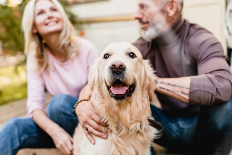 8 Best Senior Dog Rescues in the U.S. Great Pet Living