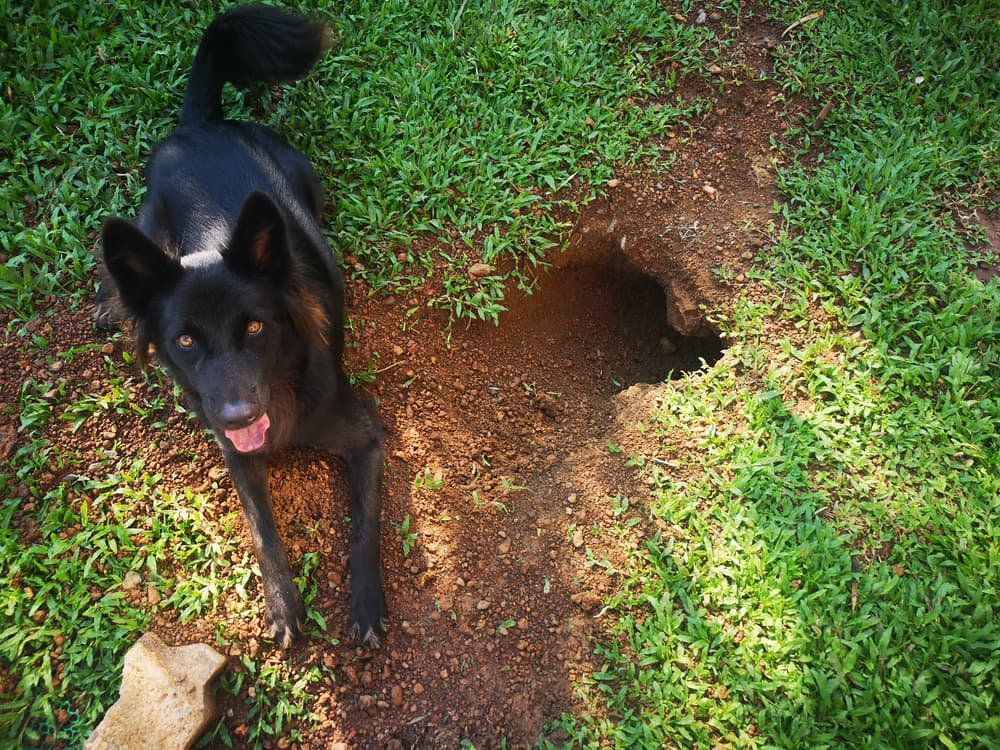 Dog digging in hot sale bed at night