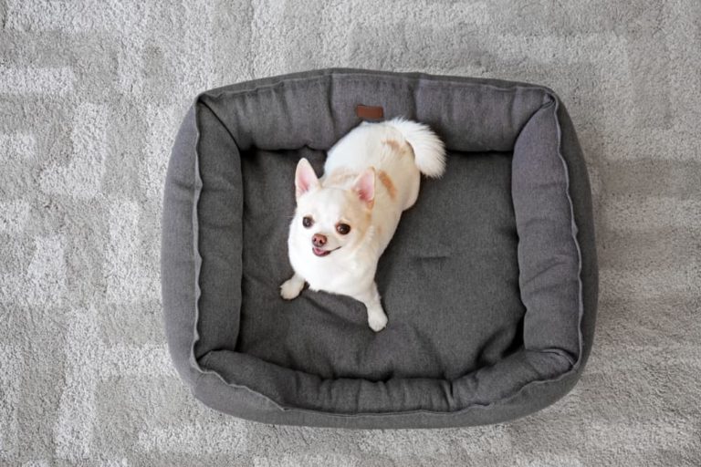 Chihuahua digging in bed