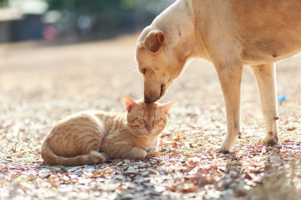 cat and dog are happy