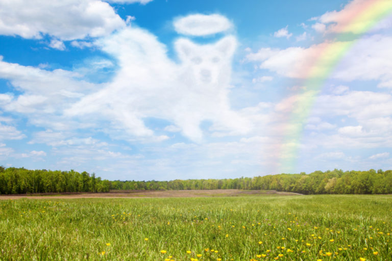 rainbow-bridge-dog