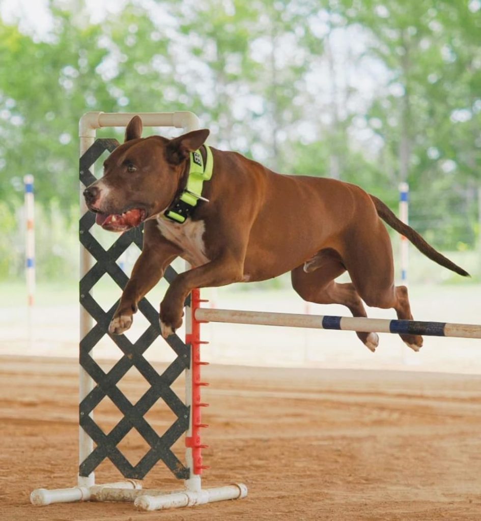 Baloo as agility dog