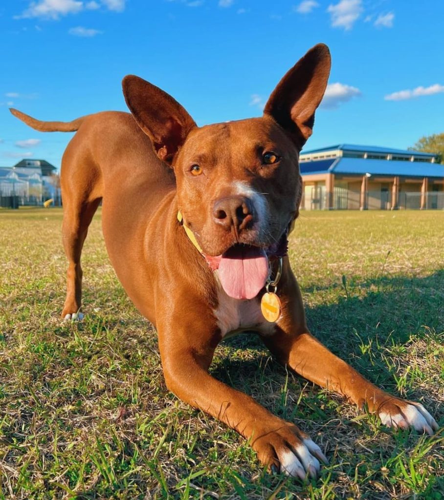 Baloo Pittie Mix smiles for camera