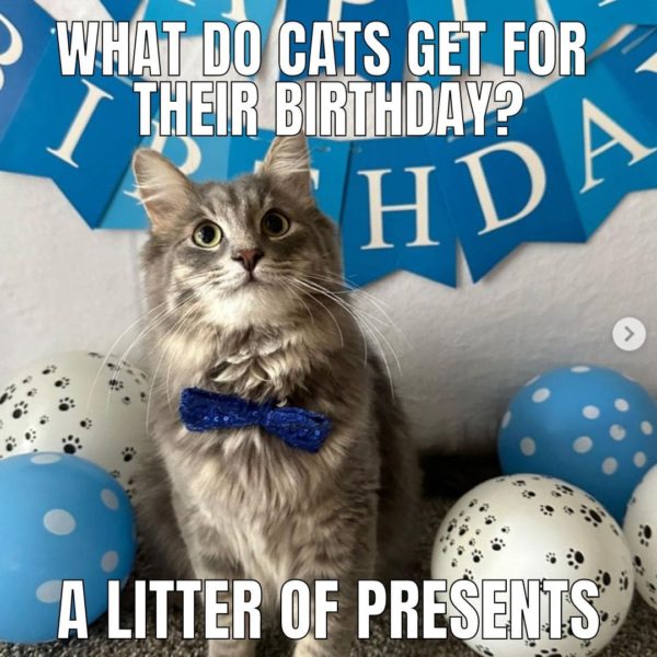 42 Best Cat Birthday Memes for Feline Festivities Great Pet Living