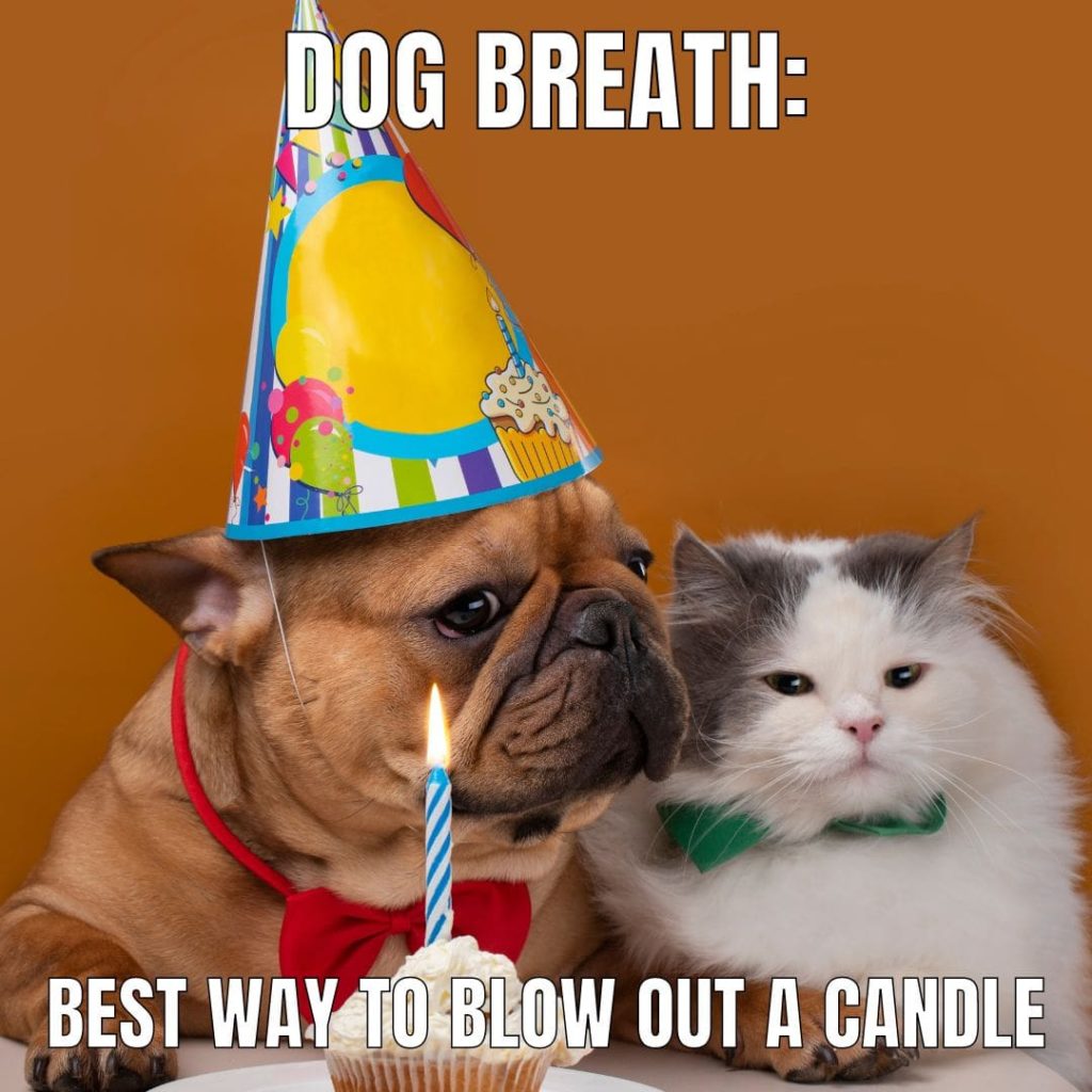 Pet Birthday Memes Dog Birthday Ideas Tips ManyPets
