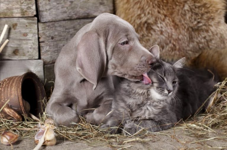 Dog licking cat