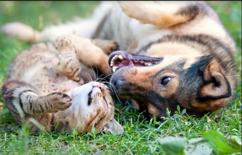 42 Quotes About Dogs and Cats Living Together Great Pet