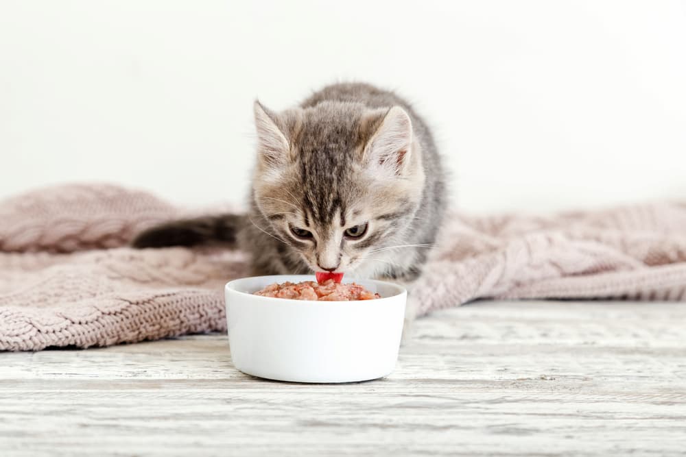 Best Kitten Food of 2023 Best Kitten Food of 2023