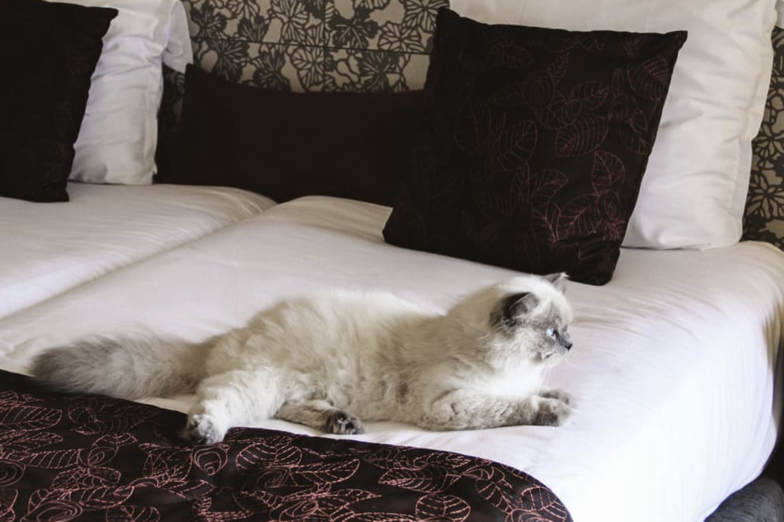 Best CatFriendly Hotels 6 Chains That Cater to Felines Great Pet Living