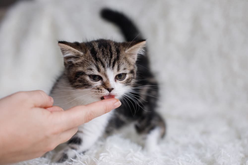 6 Best Treats for Kittens in 2023 Great Pet Living