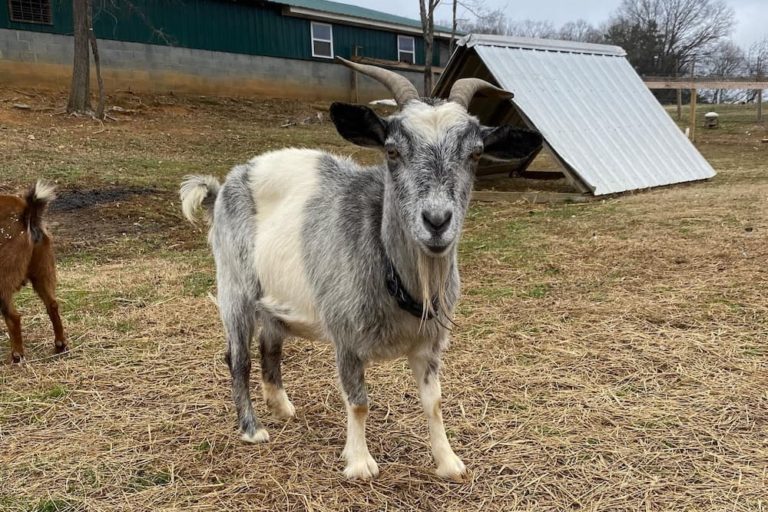 Violet the Goat at Naughty Donkey Farm Sanctuary