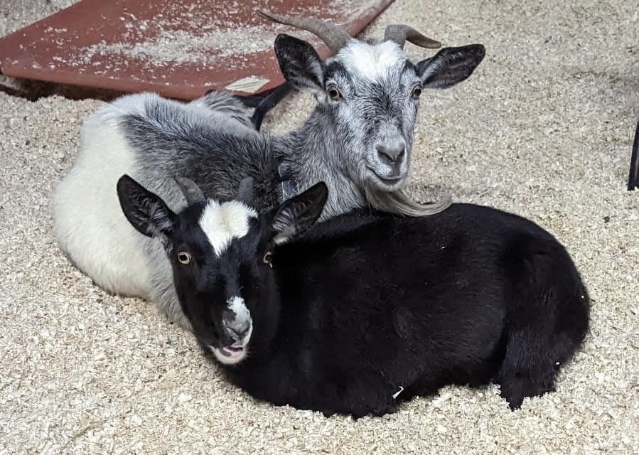 Violet with Daisy, of Naughty Donkey Farm Sanctuary 