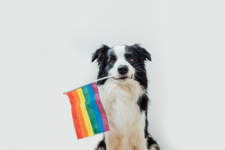 Border Collie with rainbow flag