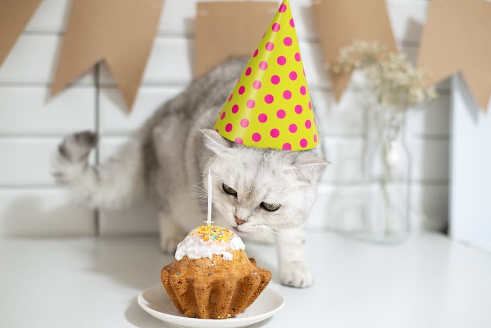 Cat eating birthday cupcake