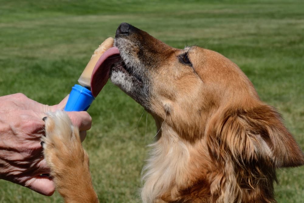 Dog eating a peanut butter banana popsicle on a hot day