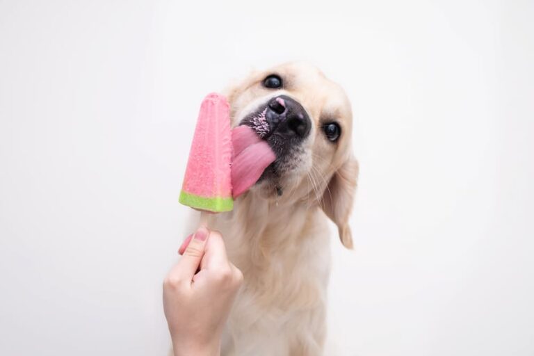 Golden Retriever enjoying a dog popsicle