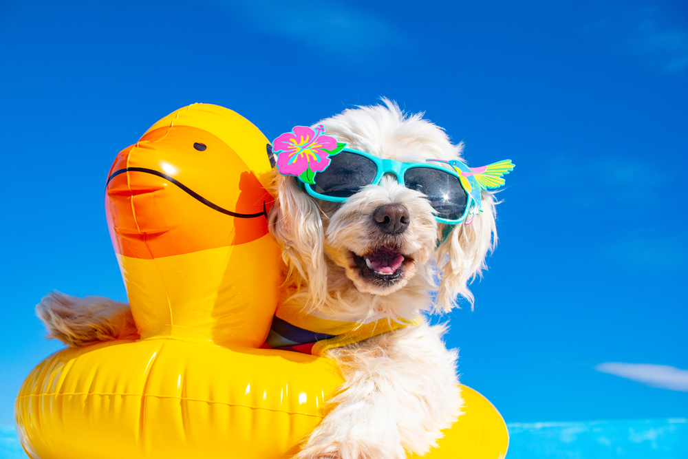 what-s-your-dog-s-summer-vibe-great-pet-living