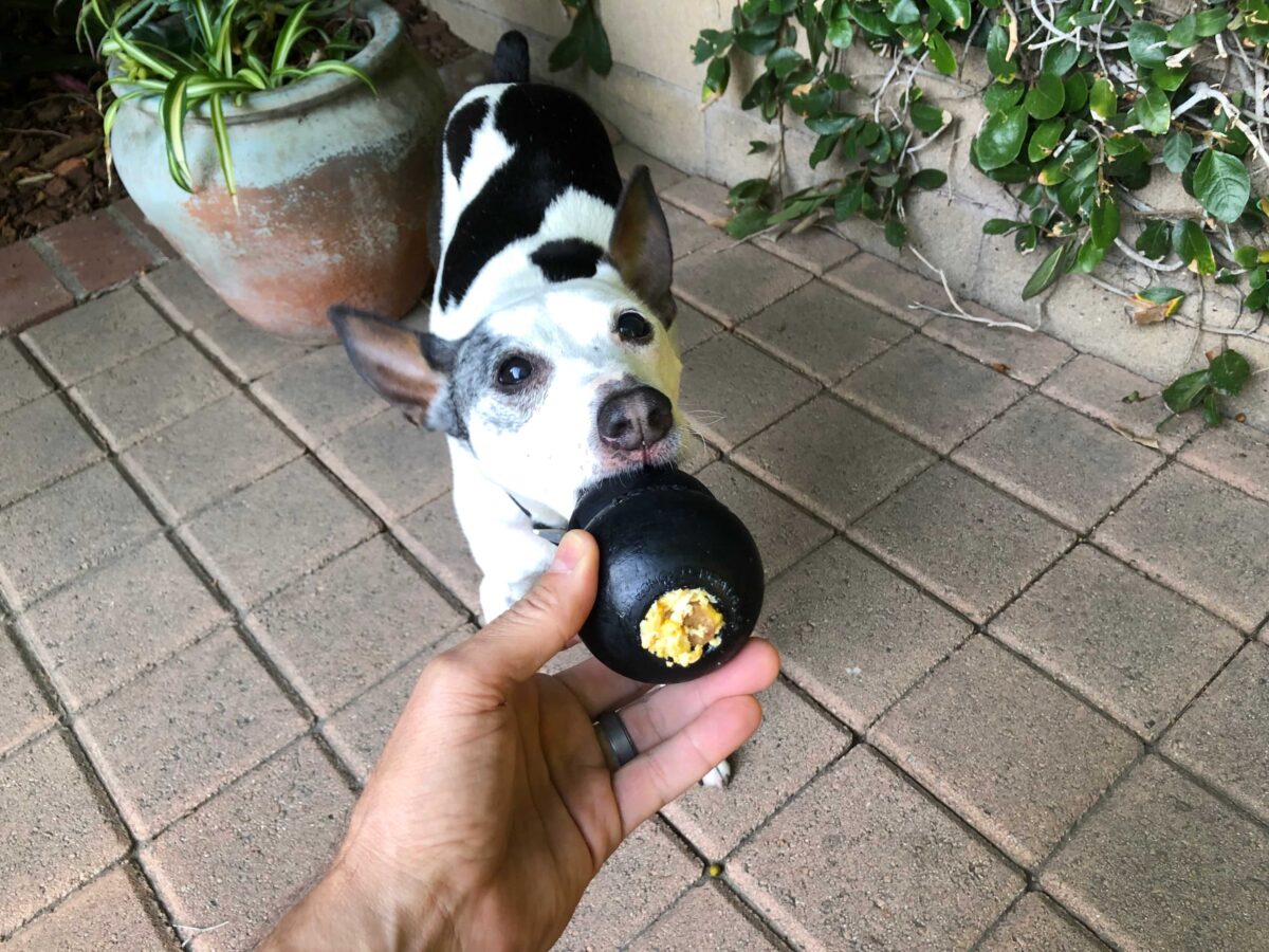 What to Put in a Kong 4 Fun and Tasty Ideas Great Pet Living
