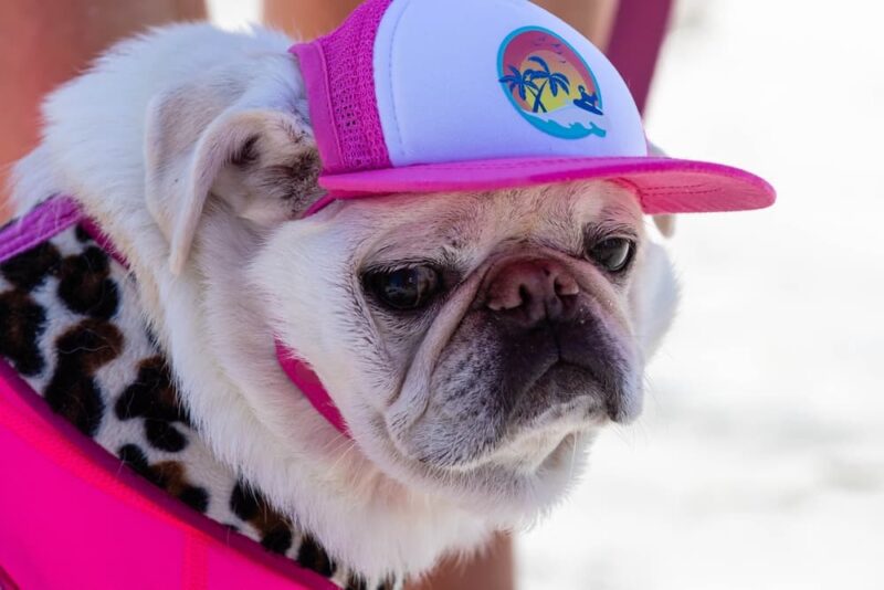 Best Dog Daycare in NYC 8 Safe and Fun Options Great Pet Living